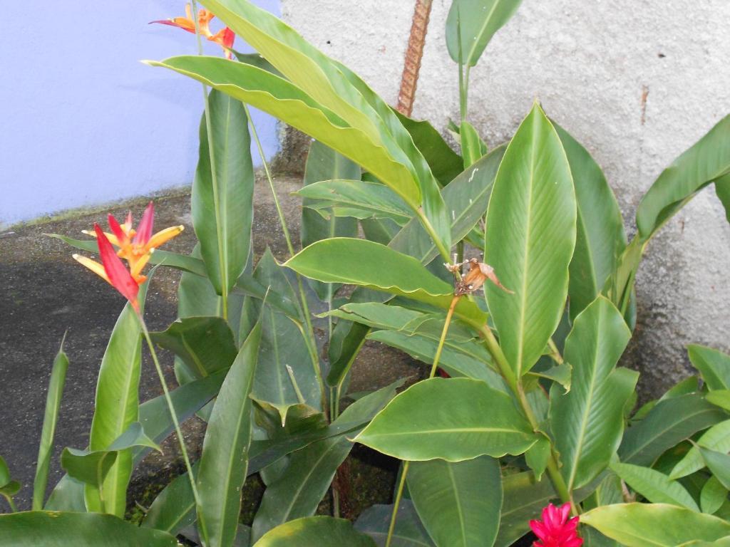 Namaste Hostel E Pousada Paraty Araquari Buitenkant foto